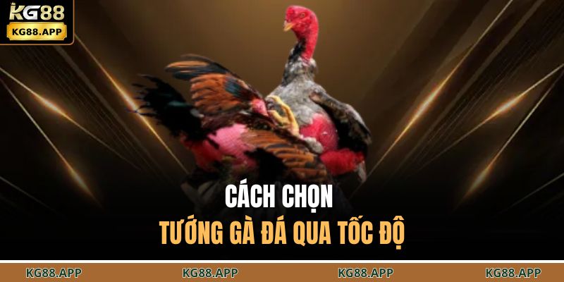 Cách chọn tướng gà đá qua tốc độ