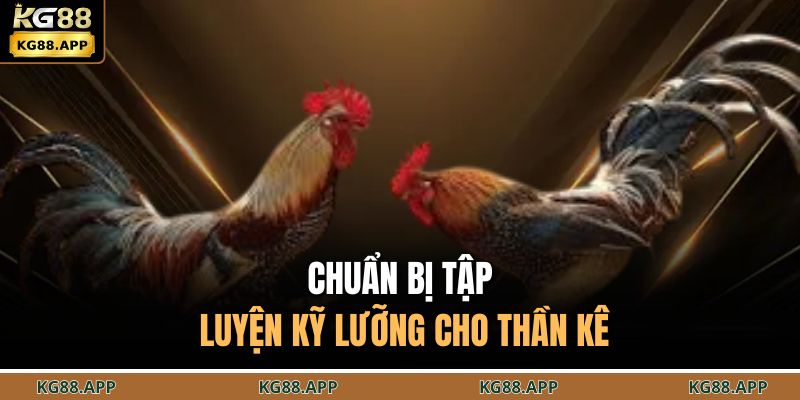Chuẩn bị tập luyện kỹ lưỡng cho thần kê