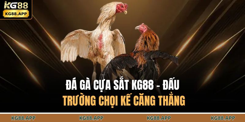 Đá gà cựa sắt KG88