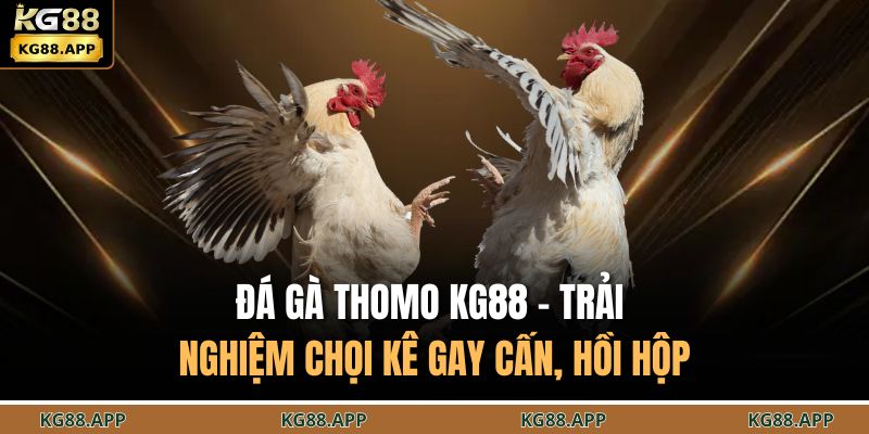 Đá gà thomo KG88