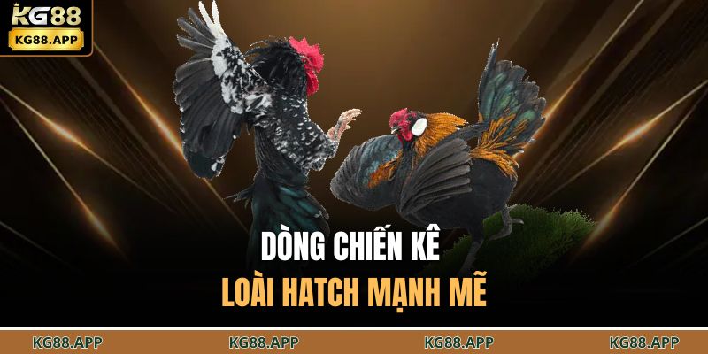 Dòng chiến kê loài Hatch mạnh mẽ