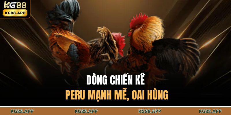 Dòng chiến kê Peru mạnh mẽ, oai hùng