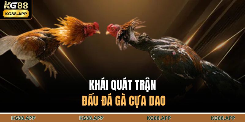 Khái quát trận đấu đá gà cựa dao