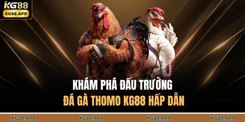 Khám phá đấu trường đá gà thomo KG88 hấp dẫn