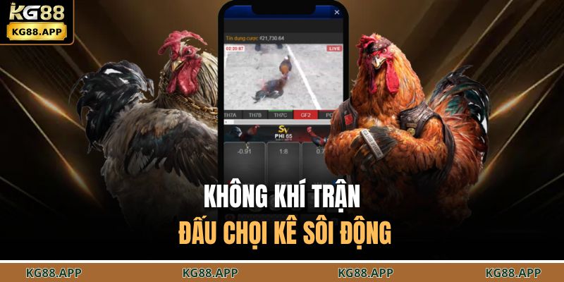 Không khí trận đấu chọi kê sôi động