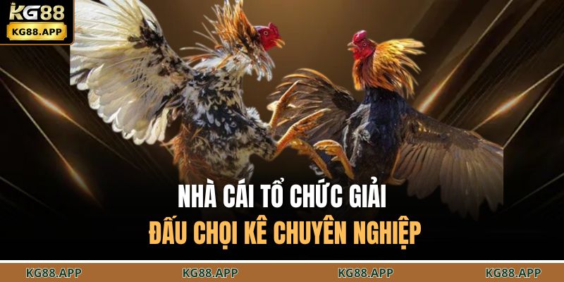 Nhà cái tổ chức giải đấu chọi kê chuyên nghiệp
