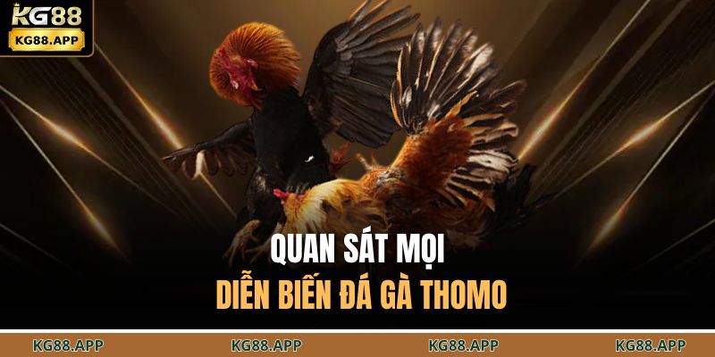 Quan sát mọi diễn biến đá gà thomo