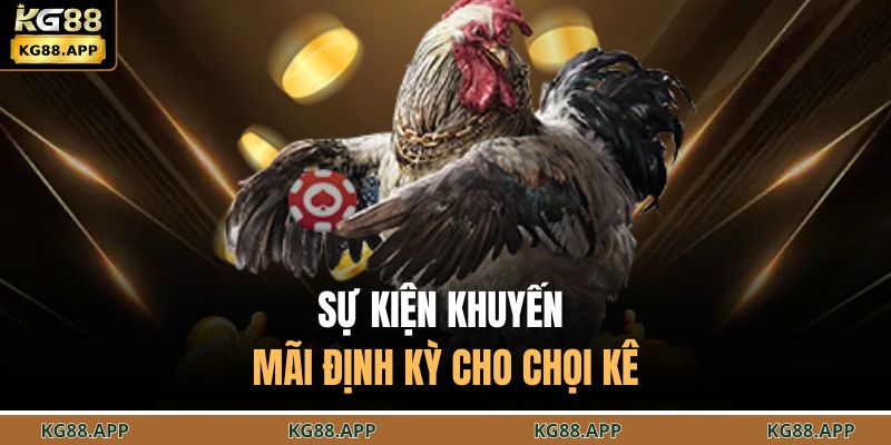 Sự kiện khuyến mãi định kỳ cho chọi kê