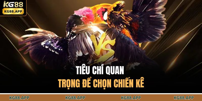 Tiêu chí quan trọng để chọn chiến kê