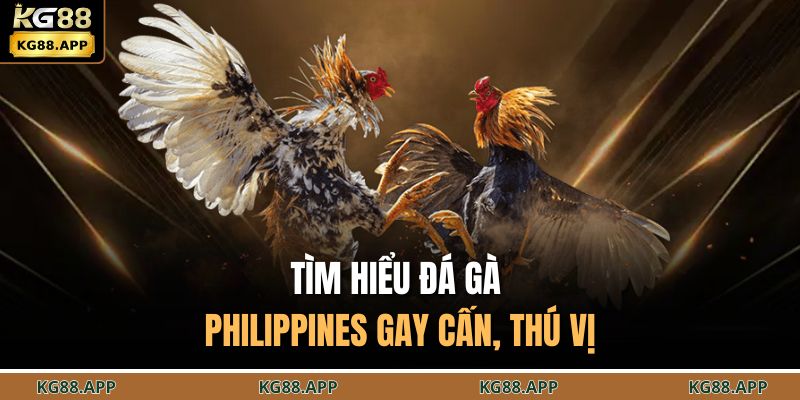 Tìm hiểu đá gà Philippines gay cấn, thú vị 